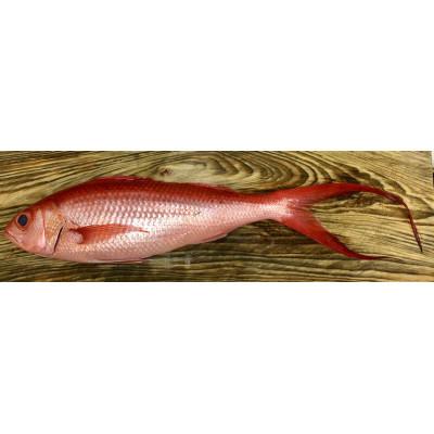 ふるさと納税 奄美市 高級魚「ハマダイ(オナガ)」切り身500g(甘塩) 小分け真空パック |  | 03