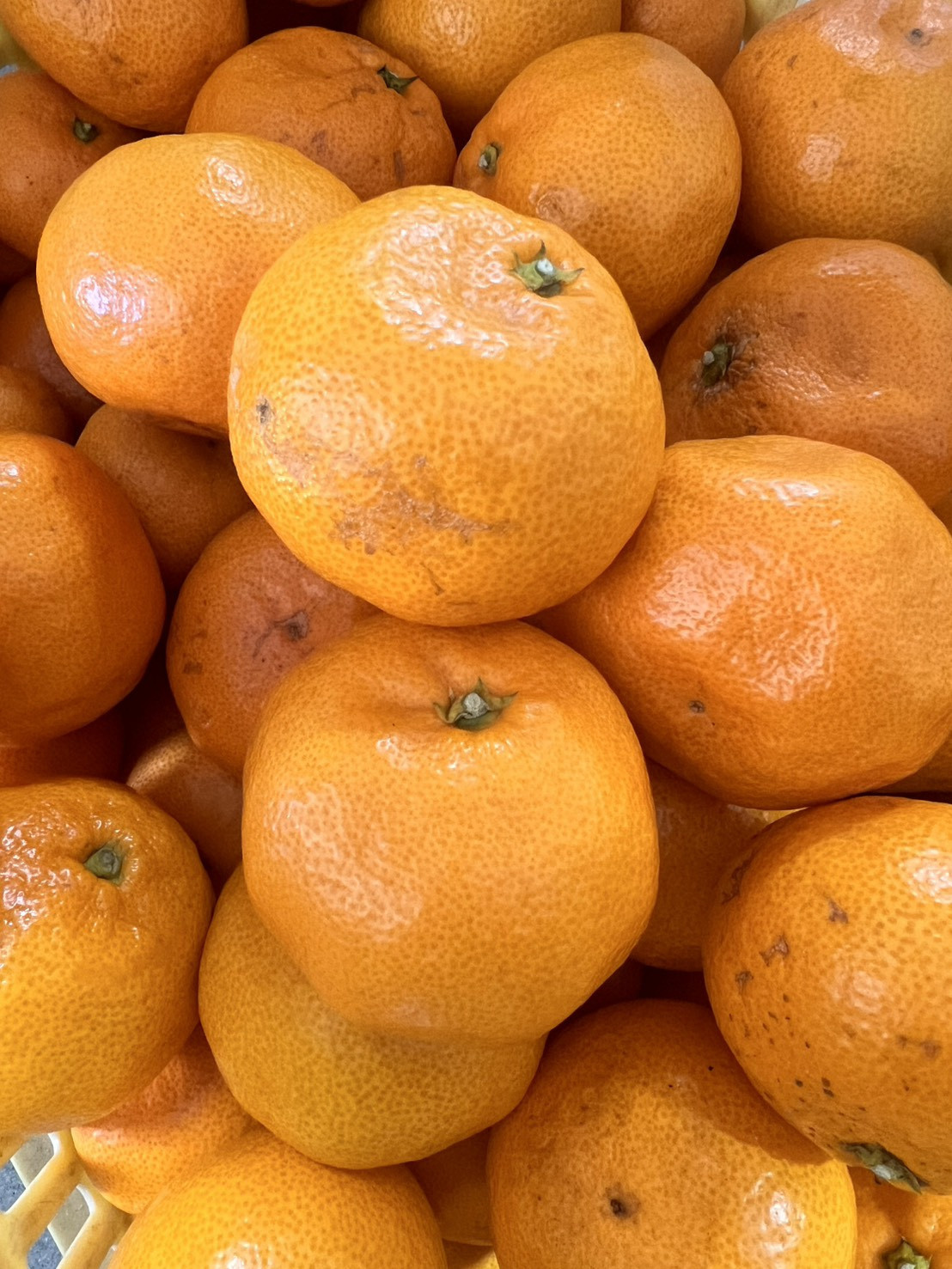 家庭用 大粒有田みかん 2kg (約14個～16個) DJ047_イメージ4