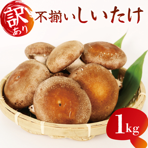 訳あり 不揃い 生しいたけ 1kg 丨しいたけ しいたけ しいたけ しいたけ
