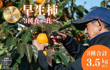 早秋柿・太雅柿・太秋柿　早生柿3種食べ比べセット（茨城県共通返礼品・かすみがうら市産) / 柿 カキ かき 早秋柿 太雅柿 太秋柿 食べ比べ 果物 フルーツ 3.5kg 果物 フルーツ 産地直送 ギフト 贈答 利根町