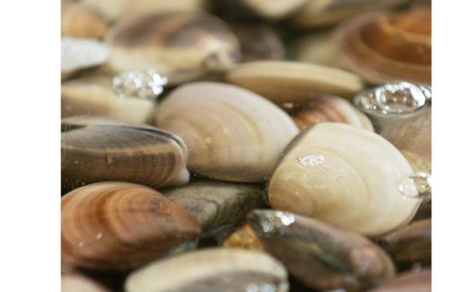 天然 活はまぐり 40-60gサイズ 約2.5kg 活 はまぐり 蛤 砂抜き 冷蔵 九十九里産 魚介 魚貝 魚介類 海鮮 貝 貝類 出汁 だし 味噌汁 酒蒸し グラタン 九十九里浜 お祝い 祝い ひなまつり 節句 おせち 贅沢 人気 おすすめ 贈答 ギフト お取り寄せ 株式会社丸六 旭市 千葉県 mrk005