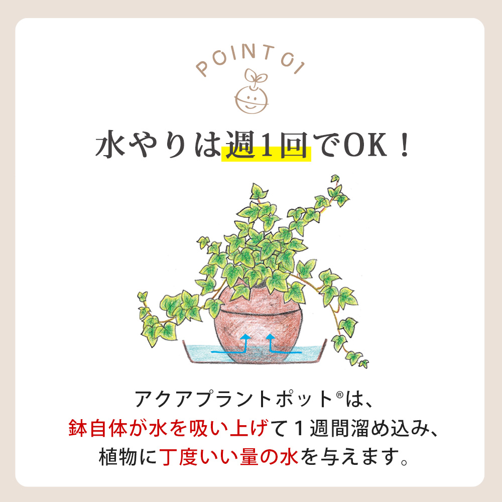 アクアプラントポット®　玉Ｓ 植木鉢コーヒーの木（1649）