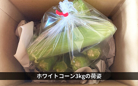 《先行予約》2025年 山形県産 ホワイトコーン 3kg(8~12本）生で味わう 白とうもろこし トウモロコシ コーン 夏 野菜 やさい ※沖縄・離島への配送不可 F21A-244