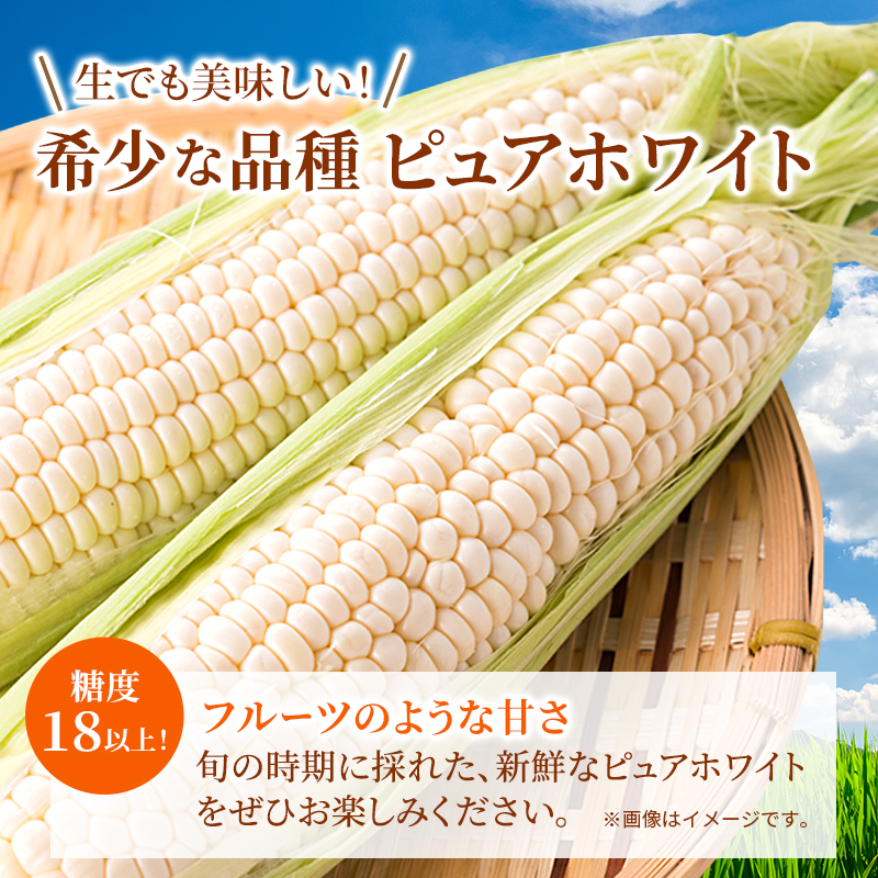 《糖度18度以上》スイートコーン とうもろこし ピュアホワイト【2ヶ月連続お届け】9～11本入×2回 ※お届け：2025年6月中旬～7月上旬 野菜