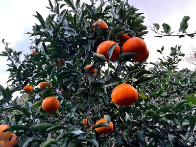 【先行予約】【家庭用】はるみ 約5kg | 柑橘 みかん 果物 フルーツ 愛媛県産 農家直送 　※離島への配送不可　※2026年2月上旬より順次発送予定  IKTAU004