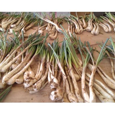 ふるさと納税 糸満市 【畑人市場】 土付き 生 島らっきょう 約 2kg