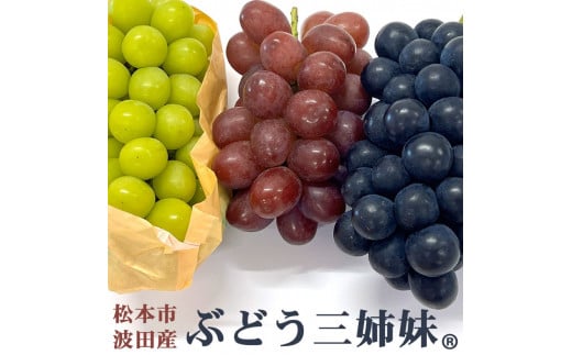【先行受付】松本市波田産 贈答用 「ぶどう三姉妹」シャインマスカット・クイーンルージュ®・ナガノパープル 各500g以上 |  ふるさと納税 長野県 松本市 信州産 フルーツ  果物 ぶどう 人気