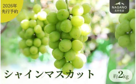 MS31-26A 【先行予約】 ぶどう シャインマスカット（長野県産秀品） 約2kg / 2026年9月下旬～11月上旬頃 配送予定 // 種なし 皮ごと 葡萄 ブドウ ぶどう 長野県 南信州 シャイン マスカット 大粒 甘い 葡萄 人気 新鮮