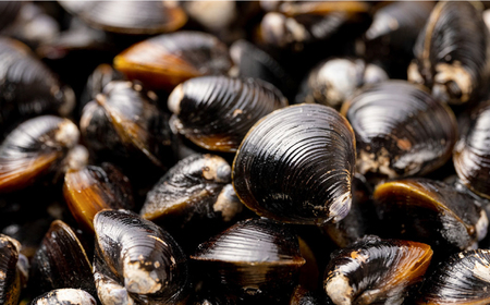 【全12回定期便】超希少！特大粒プレミアムサイズ 宍道湖産冷凍大和しじみ 特大粒500g×2袋 島根県松江市/平野缶詰有限会社[ALBZ044]