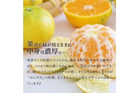 【10月中旬より発送】三豊市産 極上【ゆら早生みかん 約5kg】S～Mサイズ