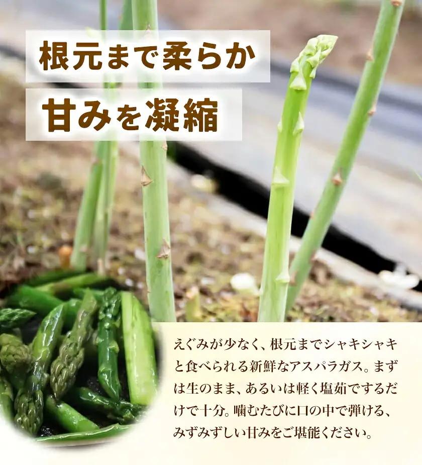 アスパラガス 約1kg 松金農園《2月上旬-3月下旬頃出荷》