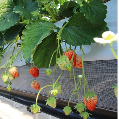 紅ほっぺセット(6パック)【配送不可地域:離島・北海道・沖縄県・四国・九州】