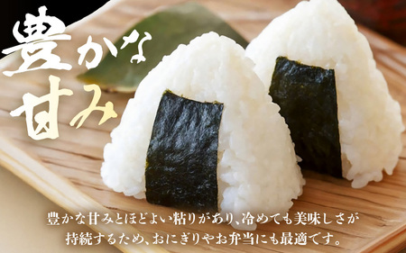 坂井市産 コシヒカリ 10kg (5kg×2袋) 【玄米】 米 コメ お米 福井こしひかり [C-10203_02]