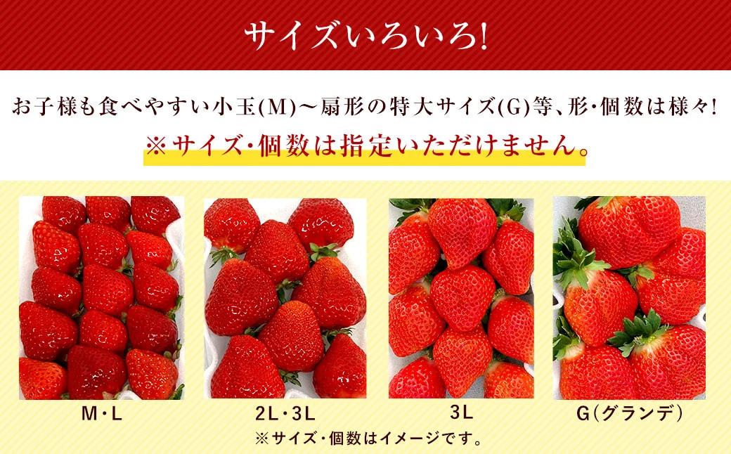 あまおうサイズ色々 約570g（約285g×2パック）【2026年2月上旬発送予定】あまおう いちご 苺 イチゴ フルーツ 果物