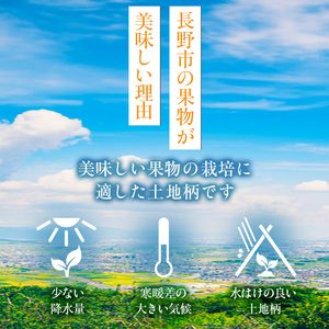 ぶどう 先行予約 種なし 巨峰 約4kg 6～12房入り 果物 ブドウ 葡萄 フルーツ デザート おやつ 信州 2024年秋発送