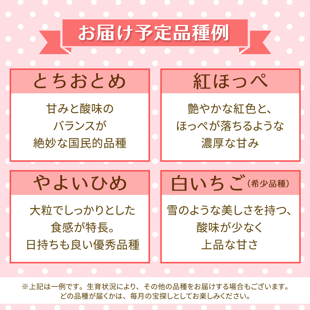【定期便】いちご3ヶ月連続お届け便 （250g×4パック）×3回　【2026年1月から発送開始】（茨城県共通返礼品 [いちご]：城里町産） | 果物 フルーツ イチゴ 苺 白いちご とちおとめ 紅ほっ