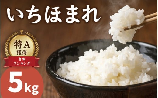 【令和7年産 新米】いちほまれ 5kg×1袋（計5kg）福井 ブランド米 特A 令和七年 5キロ