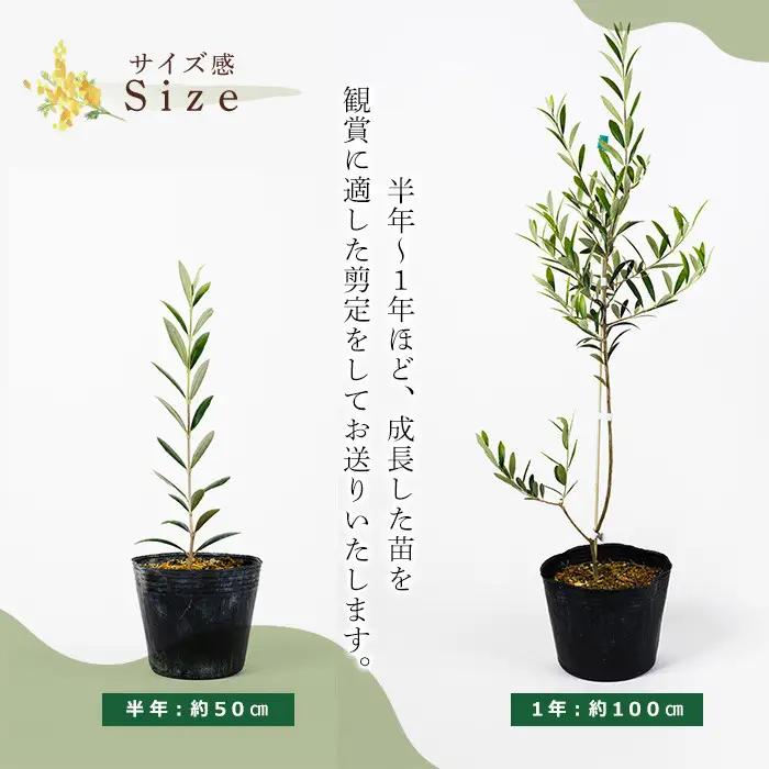 No.1253 ＜数量限定＞オリーブの苗(1本)鹿児島県産 苗 観葉植物 オリーブ 国産 シンボルツリー 庭木 内祝い ギフト 贈答 プレゼント 観賞 苗木 オリーブの木【鹿児島オリーブ】