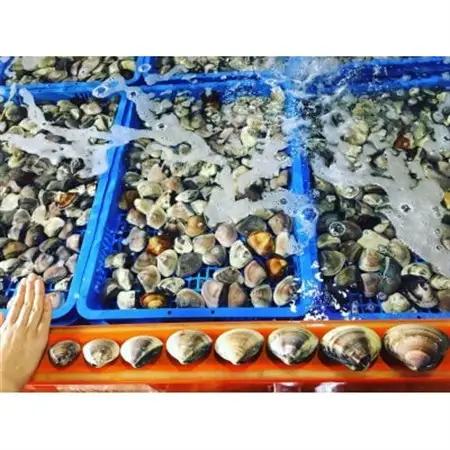 (( 訳あり ))　天然活はまぐり約1.5kg_蛤 ハマグリ 魚貝 魚介 海鮮 貝 出汁 だし プロ仕様 人気 送料無料_【配送不可地域：離島・沖縄県】【1465117】
