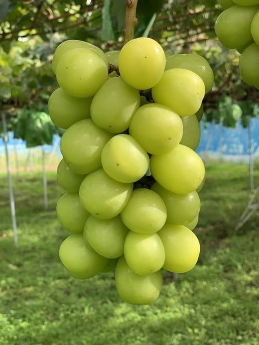 
            長野市産 シャインマスカット（贈答用） 2房【2026年9月下旬頃発送予定】J0935
          