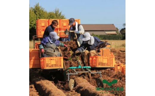 紅はるか 干し芋 900g 山田のややこ -おいものこ- ほしいもセット | 干し芋紅はるか 干しいも ほし芋 平干し さつまいも サツマイモ お芋 おいも スイーツ ダイエット 小分け ギフト プレ
