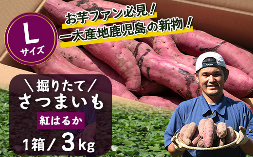 【先行予約：2026年9月中旬配送～】掘りたて さつまいも 紅はるか 3kg Lサイズ (自宅で簡単レシピ付き）FR-215 | 秋の味覚 2026年秋収穫 新物 さつまいも サツマイモ 感動サツマイ