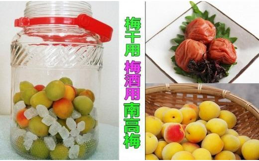 ［梅干・梅酒用］（3Lまたは2L－10Kg）熟南高梅＜2027年6月上旬～7月中旬発送予定＞フルーツ 果物 くだもの 食品 人気 おすすめ 送料無料［ART05］