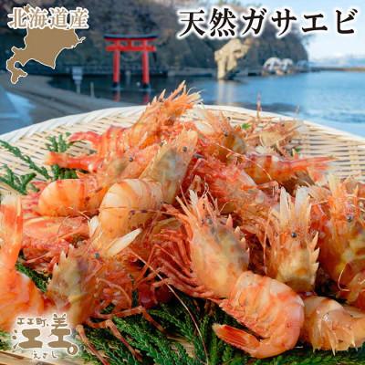 ふるさと納税 江差町 北海道産  希少な天然ガサエビ 500g