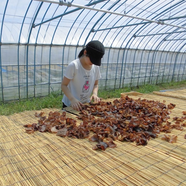 グリーンファーム小野寺の乾燥キクラゲ　80g×2袋