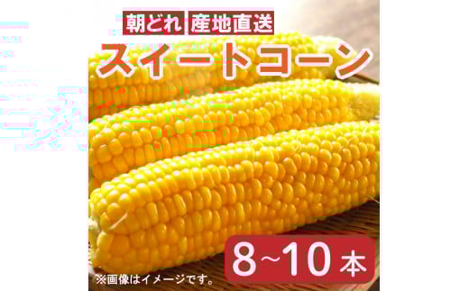 【 先行予約 】 とうもろこし スイートコーン 3kg以上 8～10本 おおもの 甘い 《 2025年6月～順次発送 》 朝どり 朝採れ 産地直送 鮮度抜群 徳島県 阿波市 AWA Nature