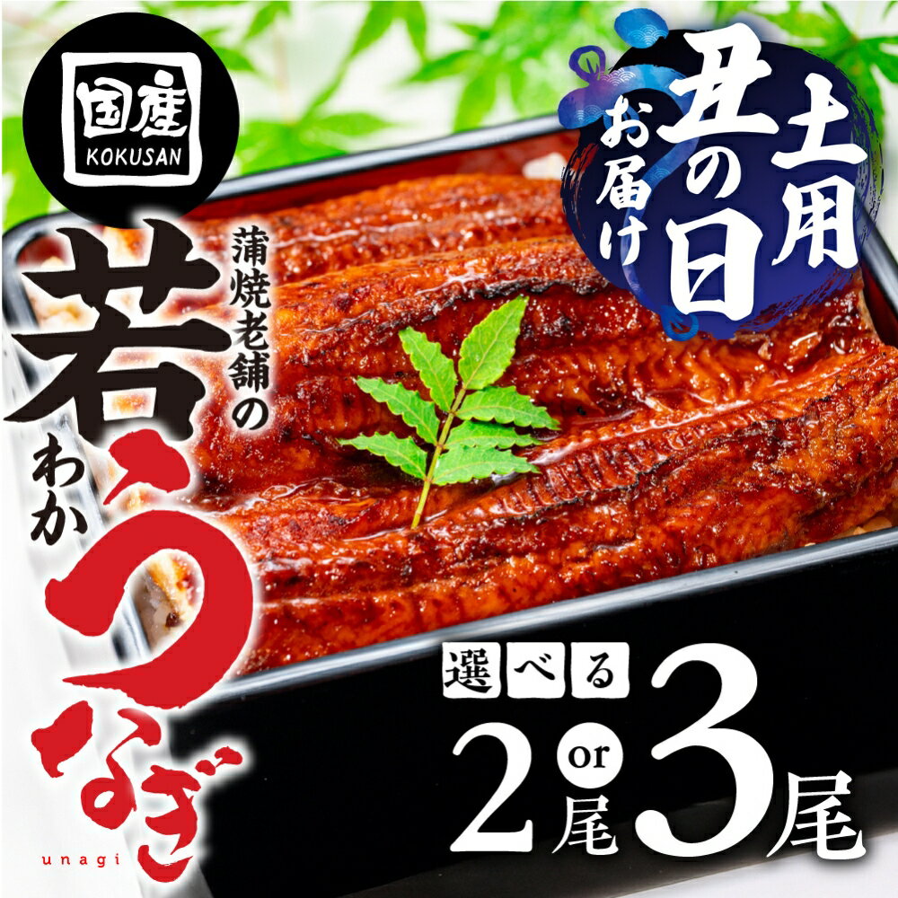 【ふるさと納税】≪土用の丑の日お届け≫ 国産若うなぎ 2尾〜3尾 選べる 老舗 国産うなぎ セット 詰め合わせ 蒲焼 ウナギ 2尾 3尾 厳選 冷凍 土用 丑の日 土用の丑の日 鰻 国産 高級 蒲焼 お歳暮 お中元 unagi 土用 豊橋うなぎ 愛知県 豊橋市 9000円 13000円