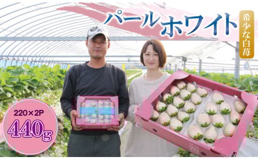 佐賀県産いちご 白イチゴ パールホワイト （220g×2P）合計440g 水田苺園