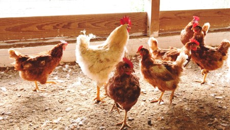 JK‐01 たまご屋さんの ギフトセット (平飼い有精卵)