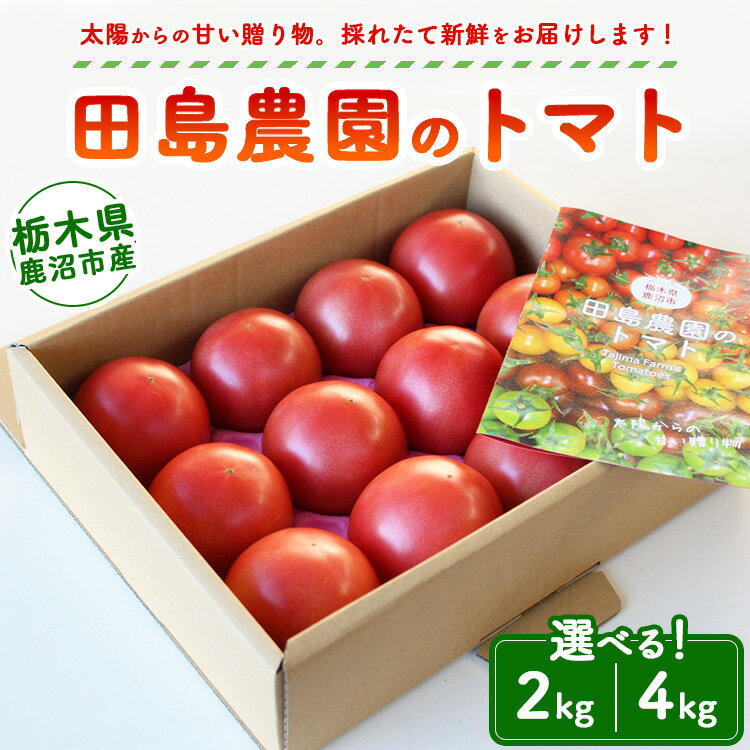 【ふるさと納税】【選べる容量】トマト 2kg・4kg | 田島農園 野菜 トマト ミニトマト 濃厚 贈り物 新鮮 高糖度 リコピン ビタミン 美容 健康