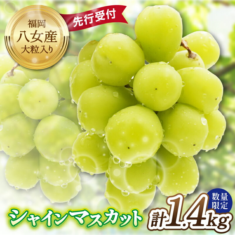 【ふるさと納税】 【先行受付】シャインマスカット 大粒 約1.4kg 4房 2026年発送 先行予約 数量限定 高糖度 厳選 果物 くだもの フルーツ ぶどう 葡萄 ジューシー 種なし 冷蔵 九州 福岡県 八女市
