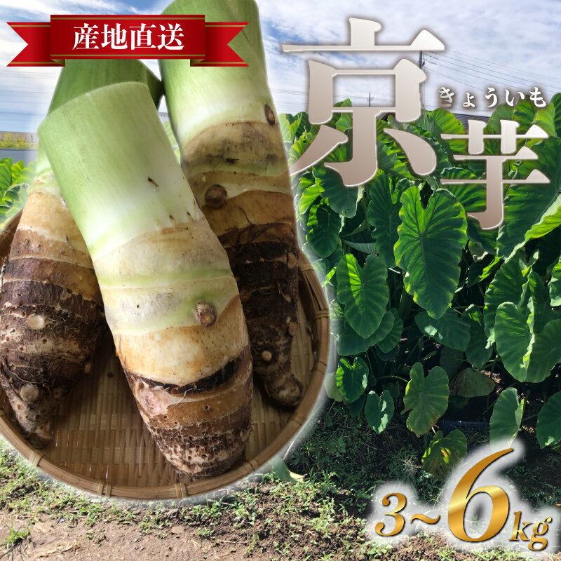 【ふるさと納税】 たけのこ芋 京芋 3~6kg 数量限定 期間限定 野菜 里芋 八つ頭 筍芋 京いも 産地直送 埼玉県 羽生市