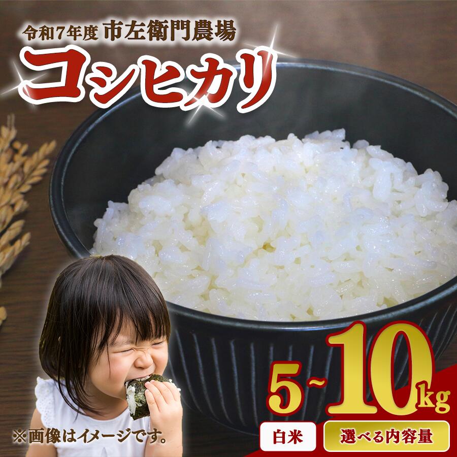 【ふるさと納税】米 5kg~10kg こしひかり 令和7年産 定期便あり 市左衛門農場 | こめ コシヒカリ ご飯 白米 精米 茨城県 つくば市
