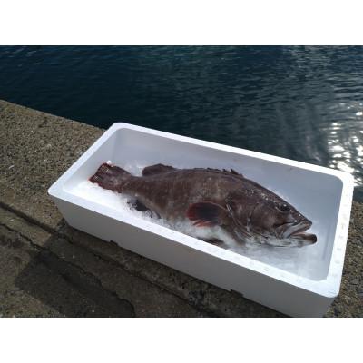 ふるさと納税 対馬市 【対馬産】天然マハタ(2〜3人前)500g |  | 02