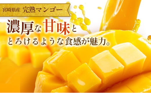 訳あり 完熟 マンゴー 約1.5kg （3玉～5玉） 宮崎県産 果物 フルーツ