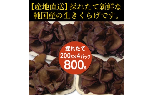 純国産　新鮮生きくらげ【1777873】