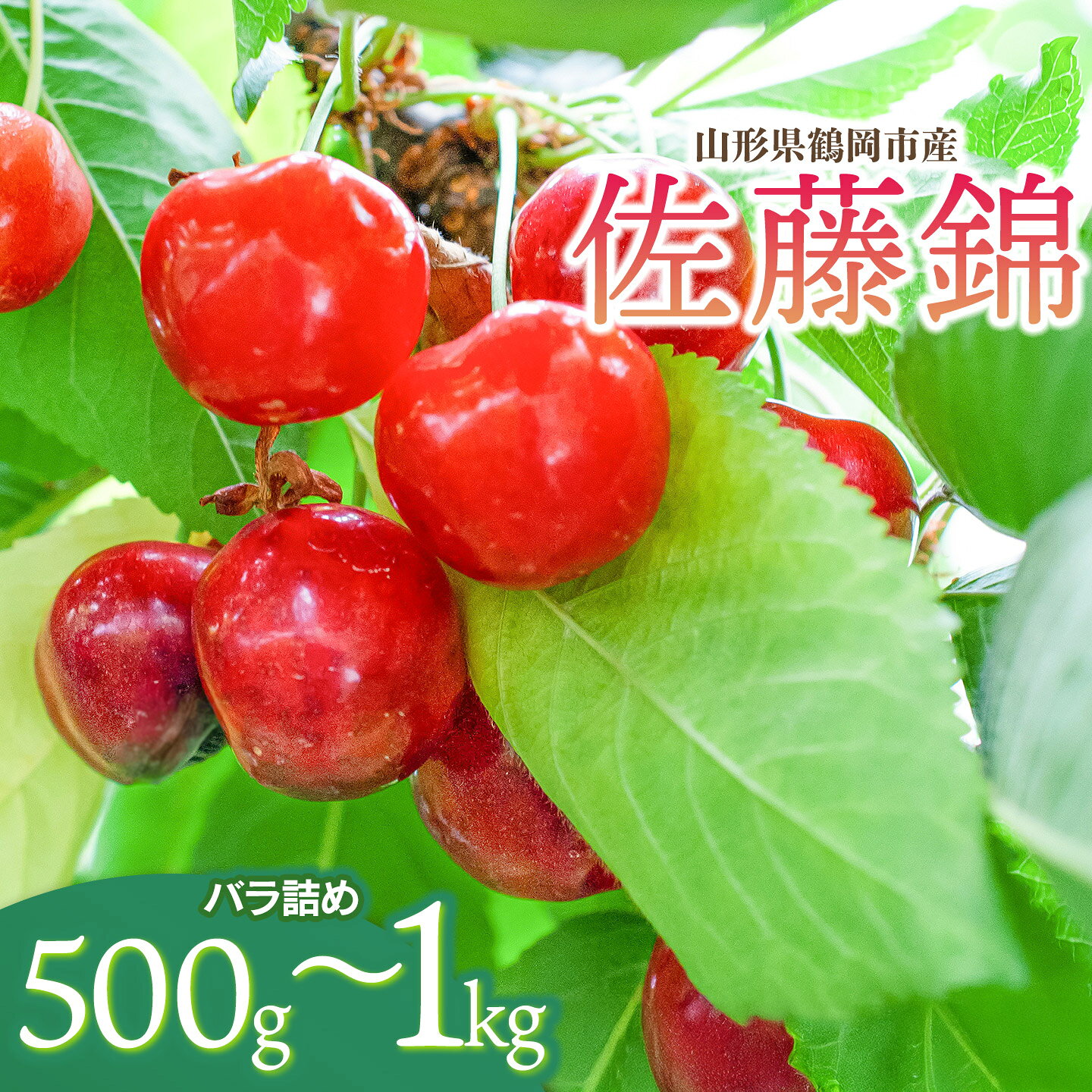 【ふるさと納税】【令和9年産先行予約】さくらんぼ 佐藤錦 Lサイズ バラ詰め 500g～1kg 山形県鶴岡産 鈴木弥吉さくらんぼ園 K-935/K-966 | サクランボ チェリー 果物 くだもの フルーツ 旬 人気 美味しい 2027年産 お取り寄せ