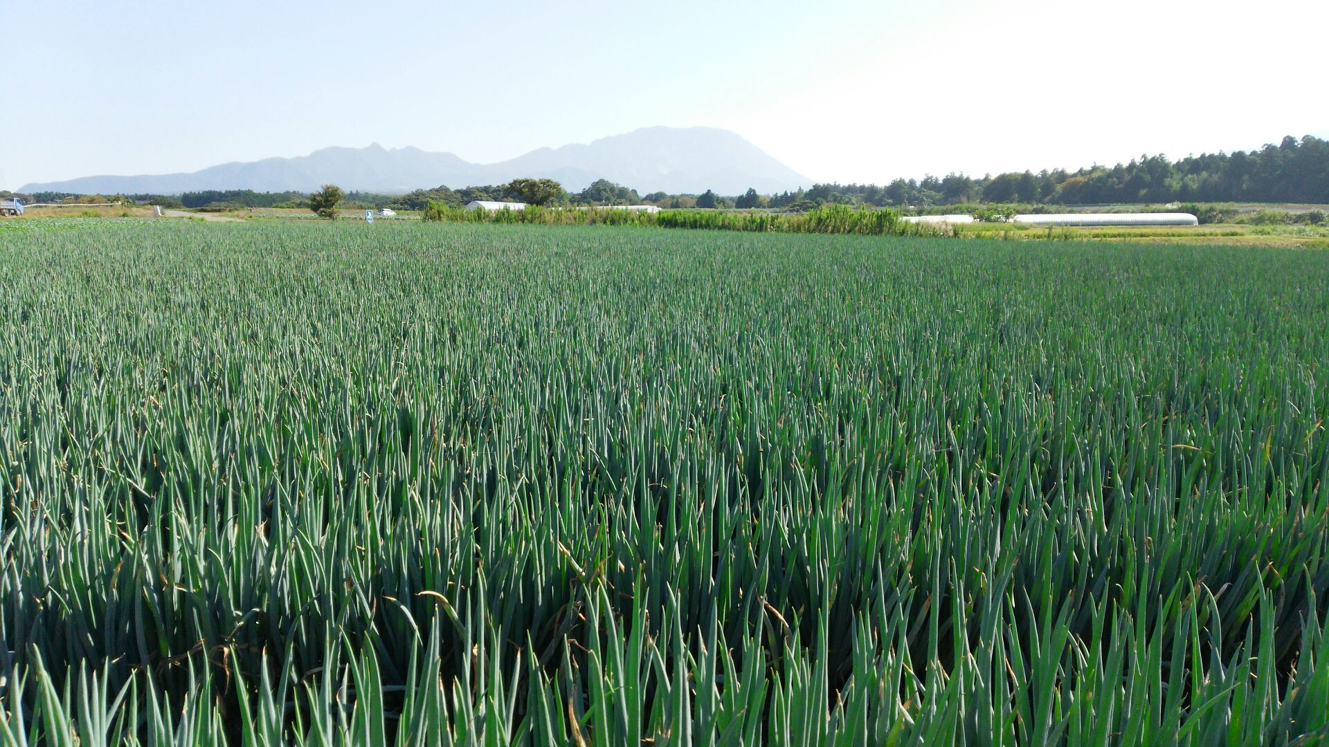 【ふるさと納税】MS-28　大山の純白ねぎ（3kg） 鳥取県 鳥取県産 大山町 大山 お土産 返礼品 国産 お取り寄せ ご当地