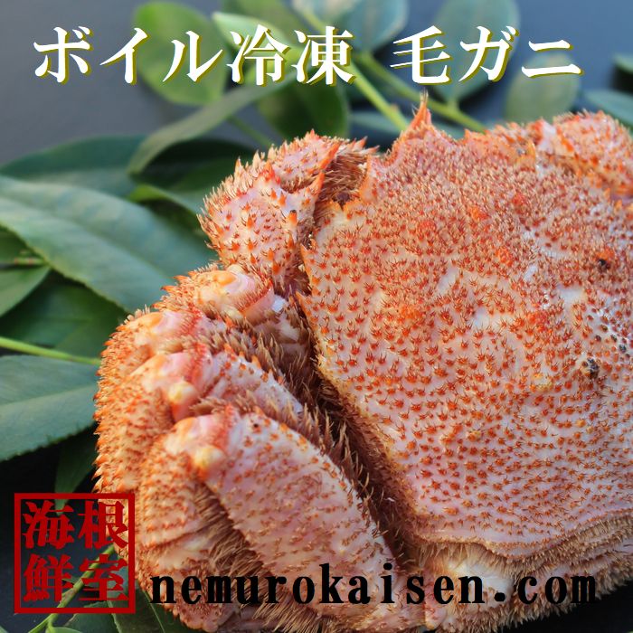 【ふるさと納税】 [北海道根室産] 毛ガニ 1.0kg 以上 × 1 尾 毛がに 毛蟹 けがに ケガニ かに カニ 蟹 お取り寄せ グルメ 海鮮 ボイル 茹で蟹 茹でがに 茹でガニ 浜茹で 北海道 根室市 ふるさと納税 D-57019