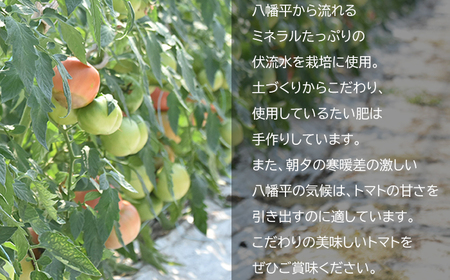 【2026年7月上旬発送開始予定】 岩手県産 こだわりトマト 詰め合せセット （ 大玉 1kg ／ ミニトマト 700g ） ／ 大玉 とまと トマト 大玉とまと 大玉トマト ミニトマト ミディトマト