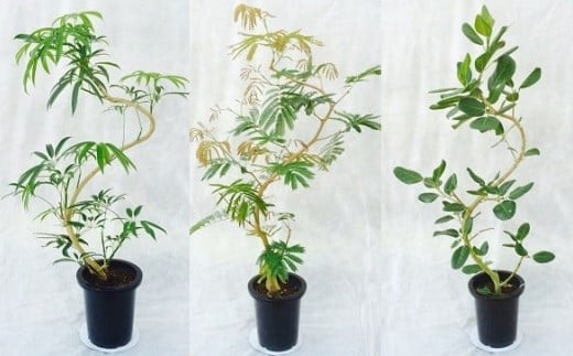 【ふるさと納税】プロが選ぶ観葉植物 曲りシリーズ 8号鉢 高さ110〜130cm 1鉢 貴宝園 埼玉県白岡市 | 大型観葉植物 室内インテリア おしゃれ 曲がり樹形 アンガスティフォリア エバフレッシュ ベンガレンシス 大鉢 鉢植え 国産 生産者直送