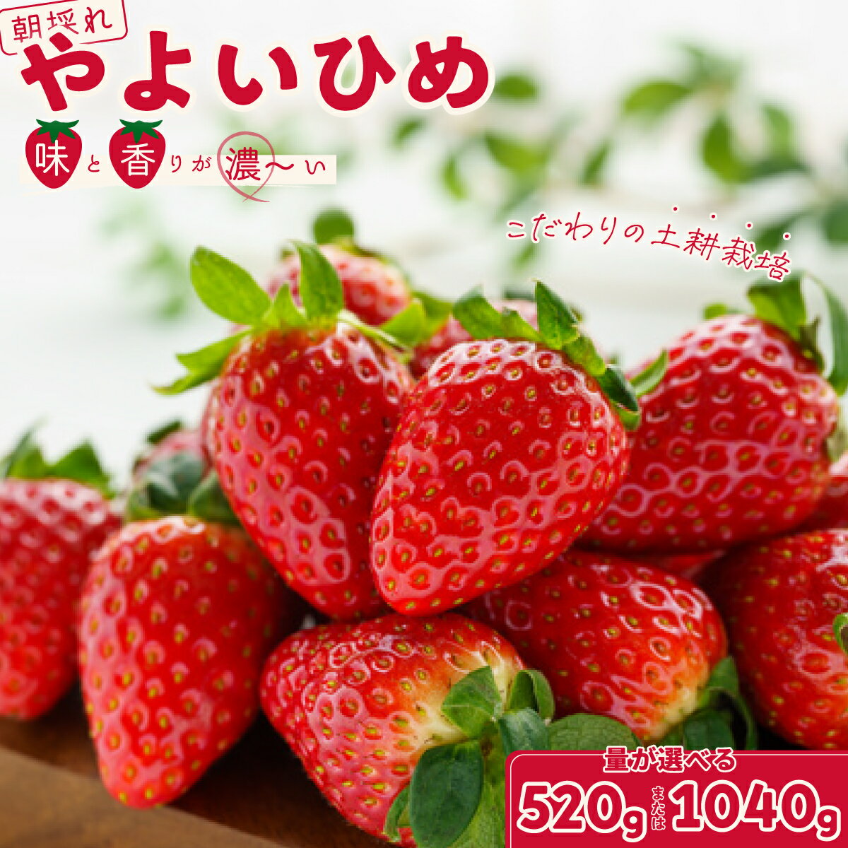 【ふるさと納税】【2026年/先行予約】やよいひめ 選べる内容量 いちご2パック/4パック × 1箱｜ 檜山いちご園 香り 大粒 いちご フルーツ 苺 イチゴ 朝採れ 新鮮 旬 フレッシュ 採れたて 糖度 酸味 バランス 濃厚 甘い 果肉 品質 健康 果物 デザート 贈り物 茨城県 常陸太田