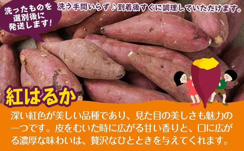 【新芋】芋名人が認めるさつまいも『洗い済み　紅はるか』3kg MS～2Lミックス ※9月～11月頃順次発送_LD-L704-N