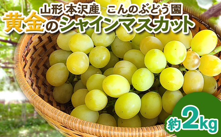 「黄金のシャインマスカット」2kg 山形市 本沢 こんのぶどう園【令和8年産先行予約】FS25-103