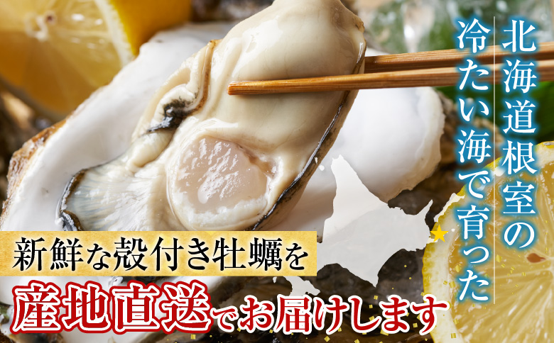 【北海道根室産】貝付き牡蠣40個[11月上旬以降発送] C-54008