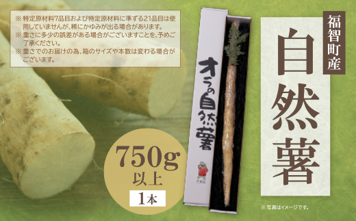 オラの自然薯(一本もの 750g以上）